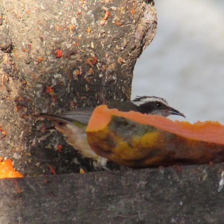 Pousada Da Lucinha Canoa Quebrada Rom bilde